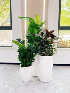 宁波北仑植物出租价格实惠