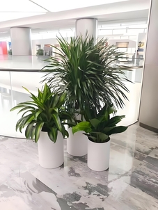 宁波前湾植物租赁哪家值得选？看这里就懂了！